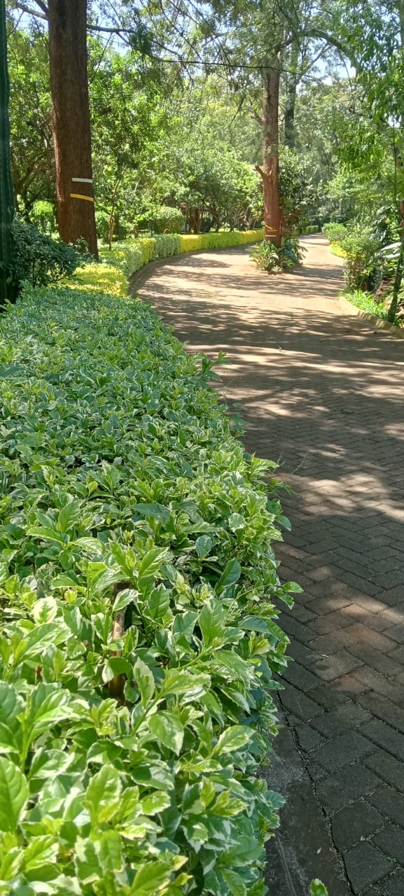 Duranta repens shrub, a fast-growing evergreen plant with glossy green foliage, popular for hedges in Kenya.